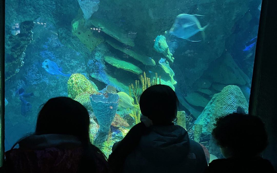 “Under the Sea at the New England Aquarium”