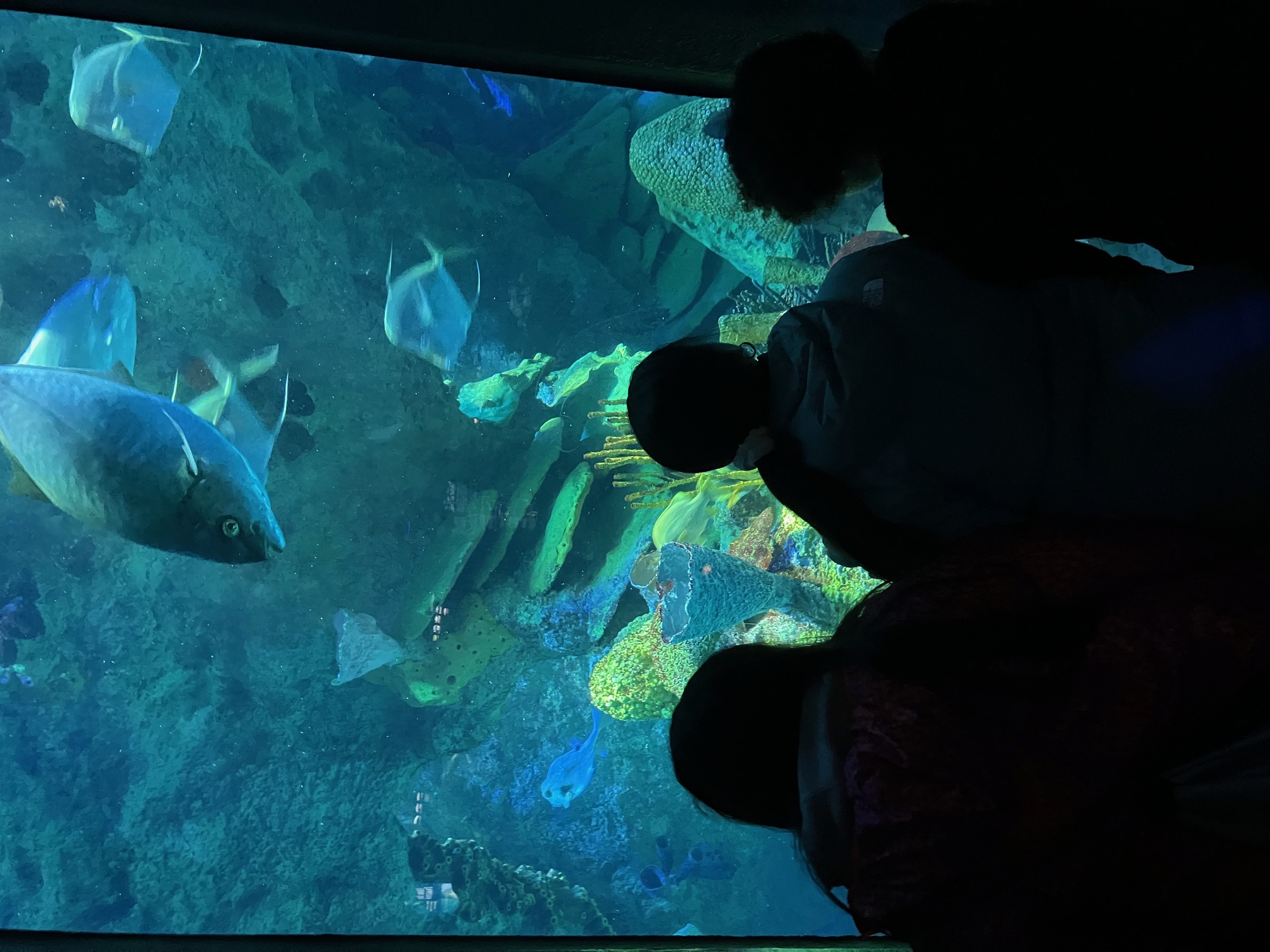 Kids take in the view of the fish tank at the New England Aquarium.